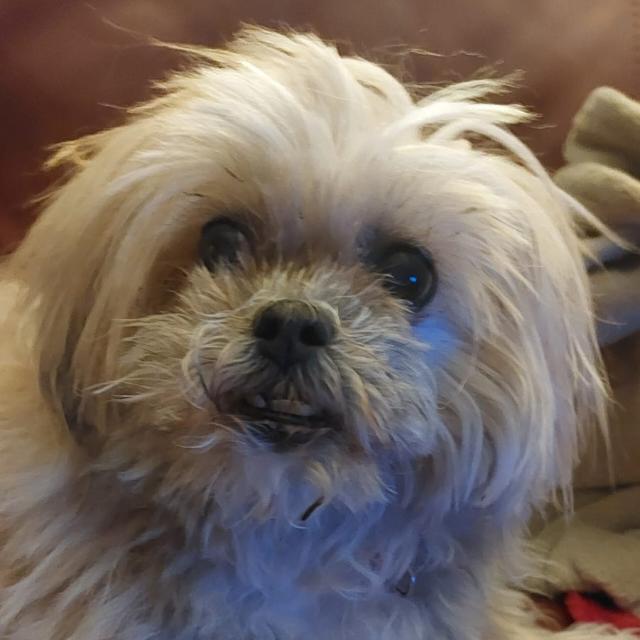 Didi est la plus belle